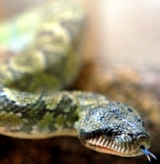 La boa de Madagascar 