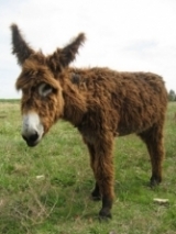Burro de Poitou 