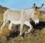  Burro provenzal 