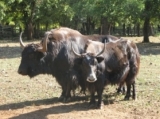  Yaks
