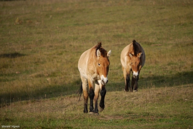  Los caballos de Przewalski 