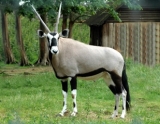  Un oryx 