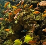 Anthias squamipinnis 