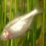  Characin ciego 