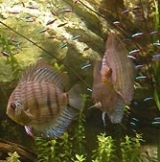  Pez disco amazónico 