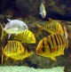 Aquarium Tropical de la Porte Dorée