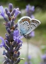  El jardín de las mariposas 