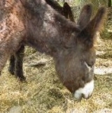  Parque de animales en Var 