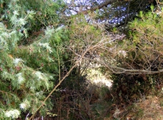  Terreno de bosque natural 