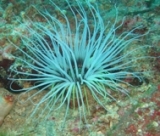  Especies poco conocidas 