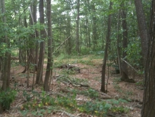 Caminemos por el bosque 