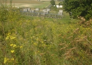  La pradera 