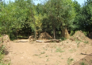 El bosque