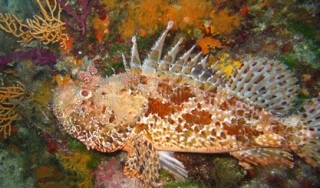 Ses nunca antes vistos 