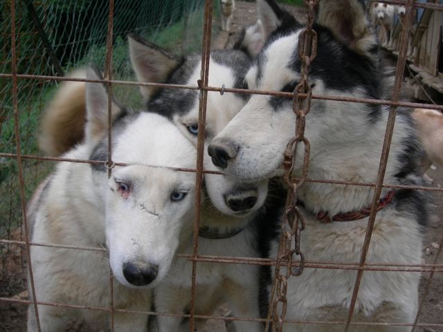Aquí están nuestros Huskies 