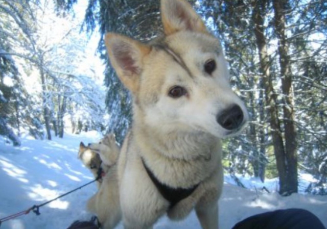  Trineo de perros en la cerro 