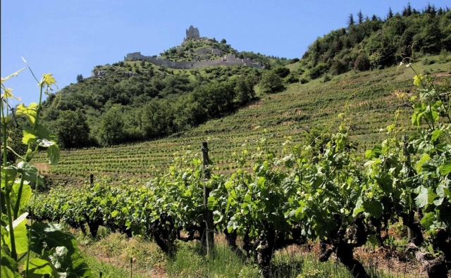  Viñedos y descubrimientos