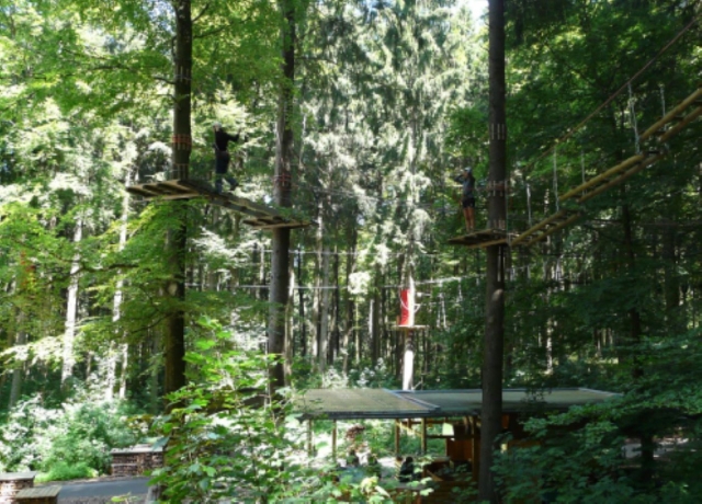 Nuestro curso de copa de árbol de nivel medio