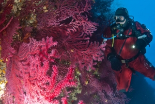 Aquadomia