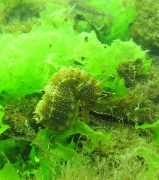  Buceo orgánico en Sele 