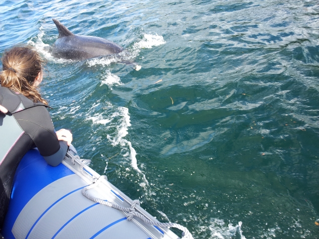  Encuentro con delfines 