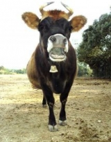 Larga vida a la granja Dolmen 