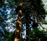 Emociones en medio del bosque 