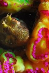  Fauna y flora de Arcachon 