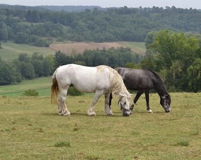  Nuestros caballos le están esperando. 