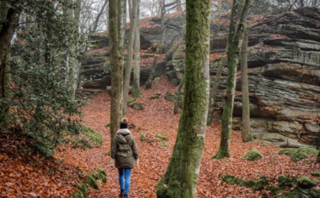  Paseo en medio del bosque 
