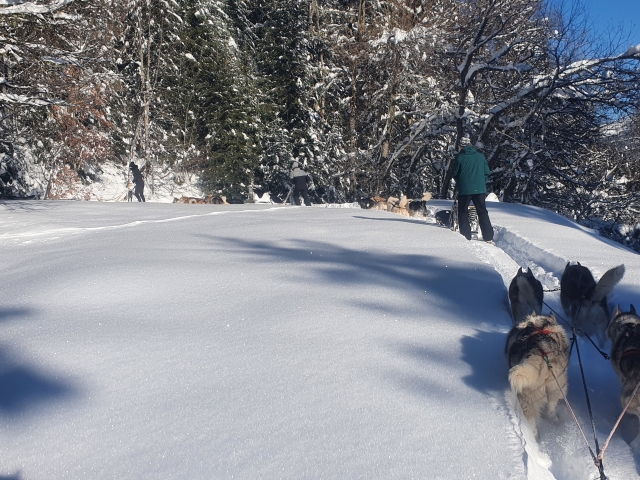 Logo Trineo Pasión y Parque Nórdico 