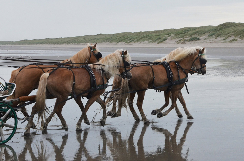  Paseo en carro de caballos en Sena y Marne 