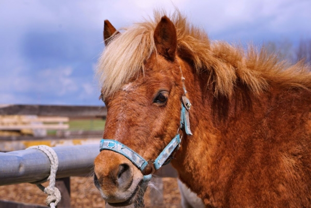  Nuestras shetlands están ansiosas por ayudarle a descubrir los senderos más bellos del Val d'Oise.