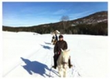 Caballo en la nieve 