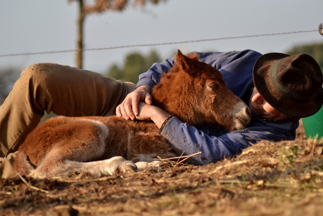  Amor por los equinos 