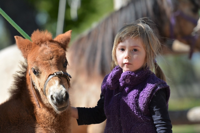  Paseo en pony en Mazan 
