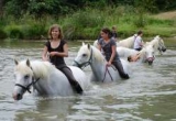  Caballos en el agua 