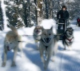 perros de trineo takamaka chamonix 