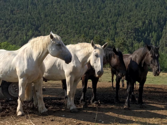  Nuestros caballos en libertad 