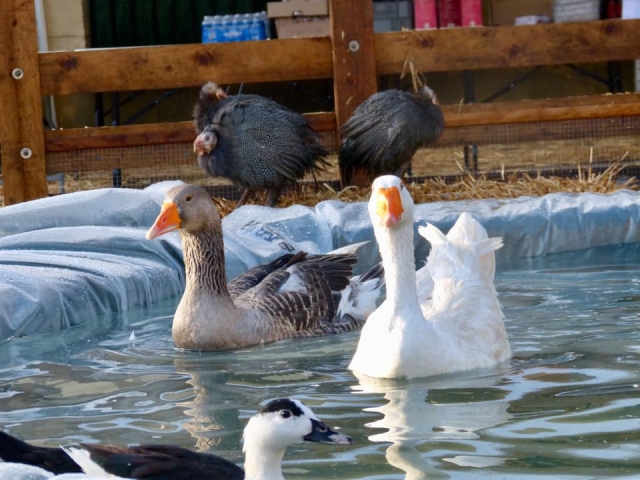 Nuestros amigos de la granja 