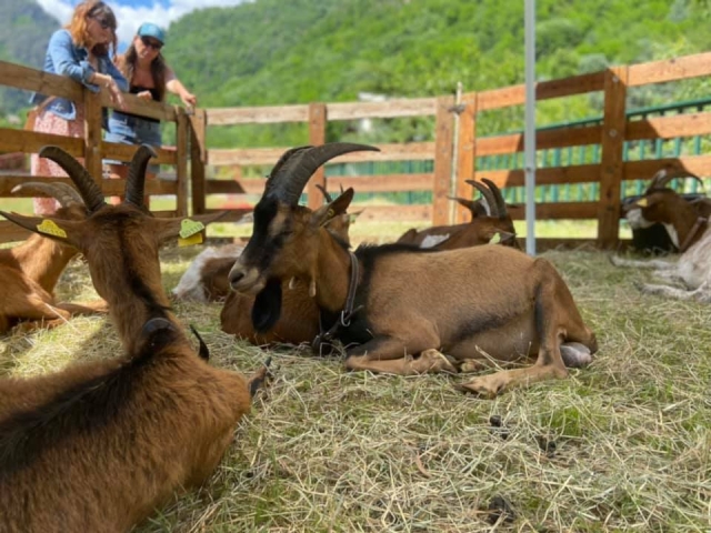  Descanso en la granja 