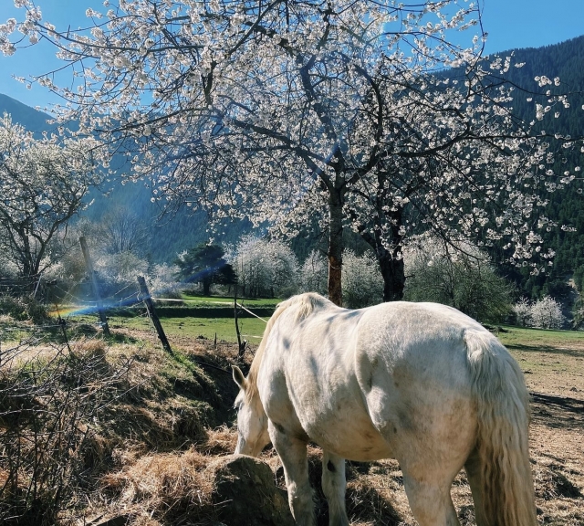  Breve pausa duranle el paseo a caballo