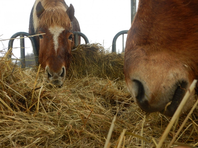  Es hora de comer para nuestros caballos 