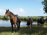  Pbaños a caballo en el parque nacional de las Marismas de Brière 