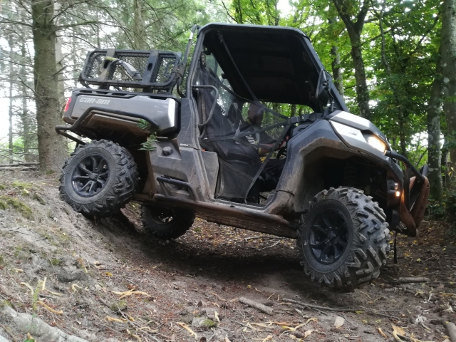  En el bosque 