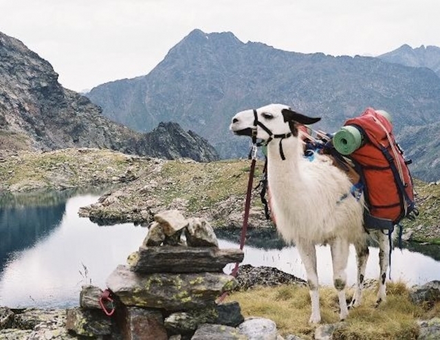 Aventura en la naturaleza con animales. 