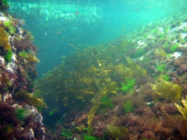  Biología marina Buceo en el 56 