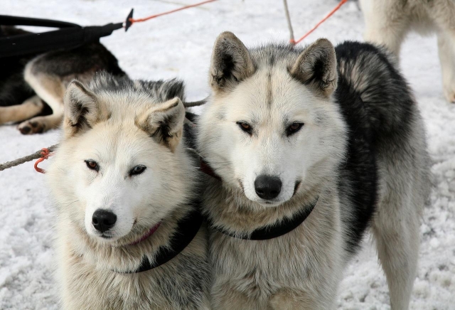  Nuestros huskies 