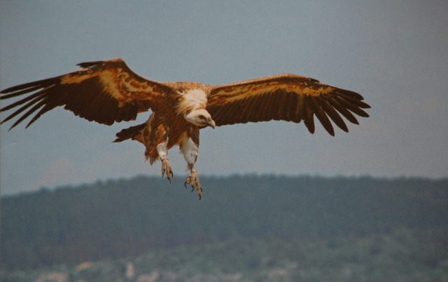  la magia del vuelo con los buitres 