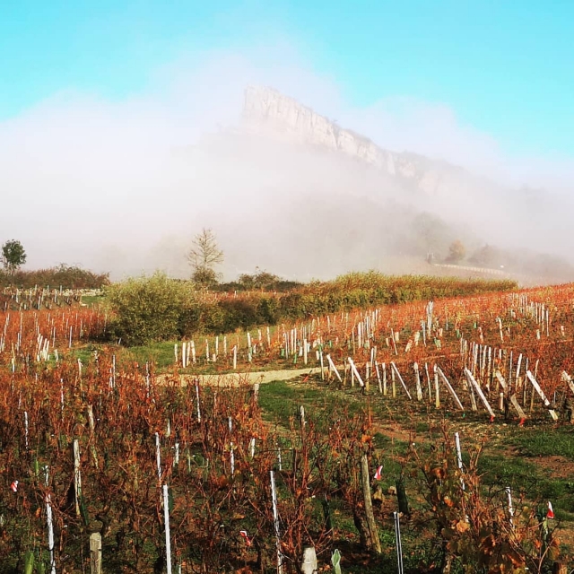  Beaujolais 